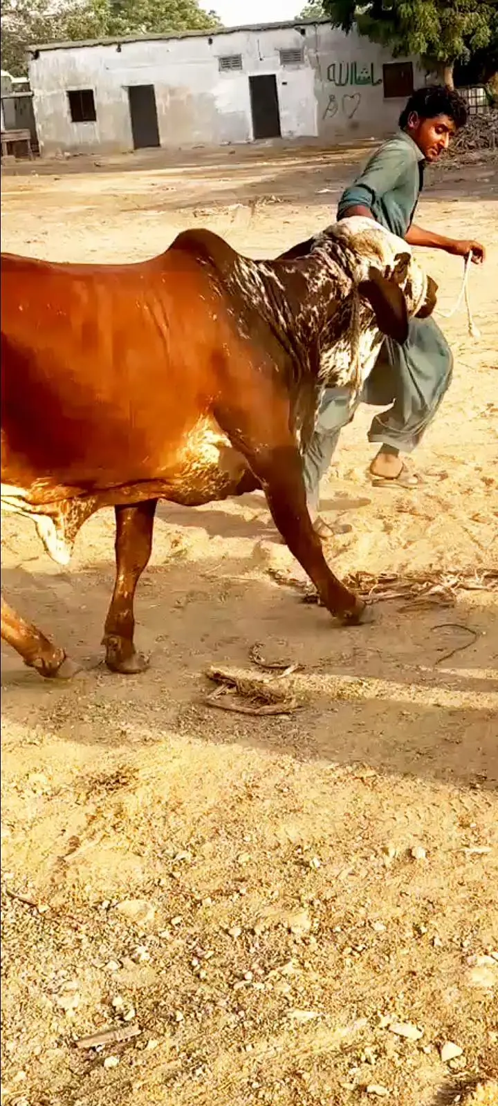 Gulabi bachra available for sell — photo 5