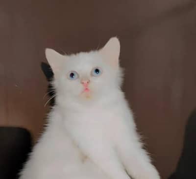 Persian cat / doll face /Cute/beautiful amazing