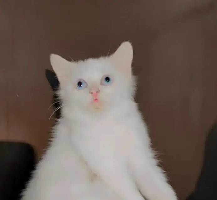 Persian cat / doll face /Cute/beautiful amazing — photo 2