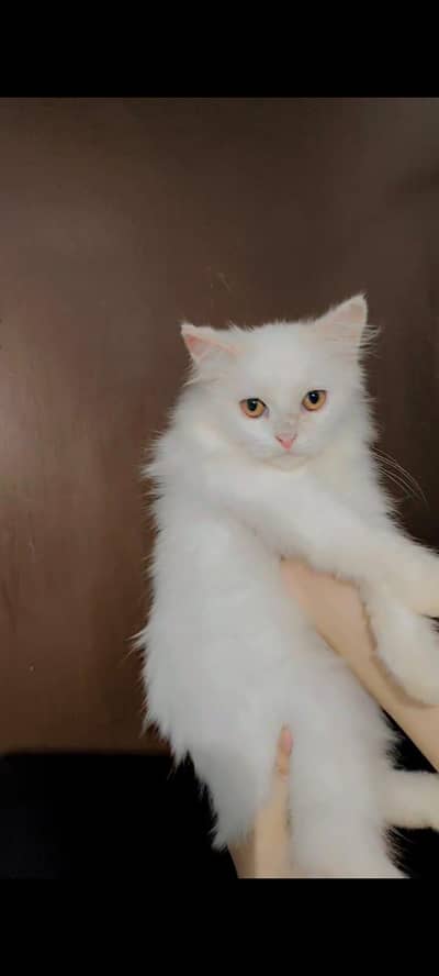 Persian cat / doll face /Cute/beautiful amazing
