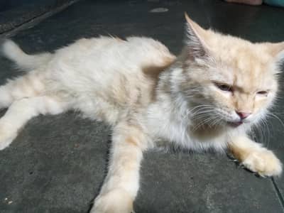 My cute kitty