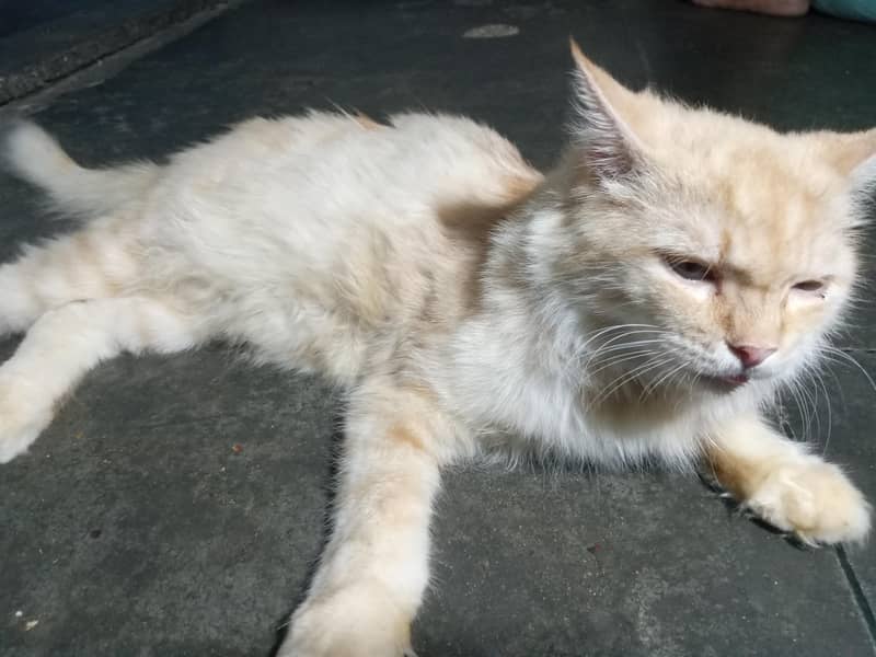 My cute kitty 0