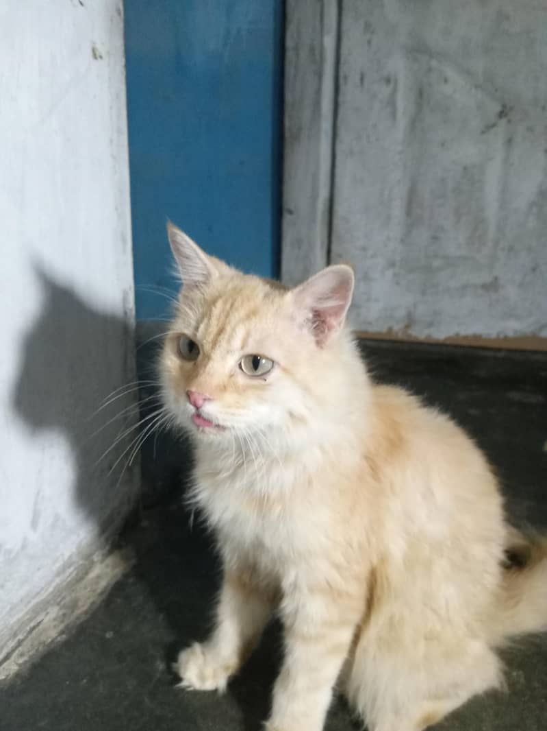 My cute kitty 1