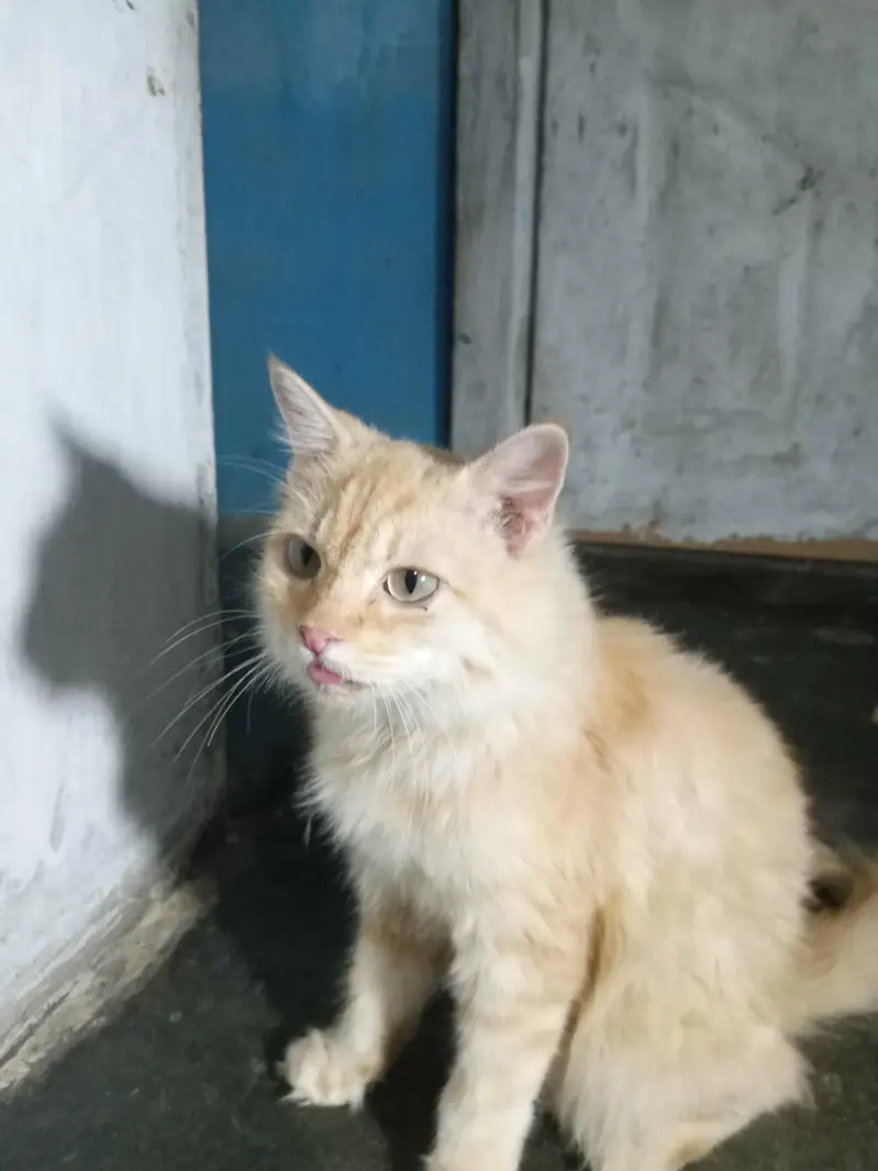 My cute kitty — photo 2