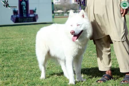 Top quality/husky male / blue eyes / show winner