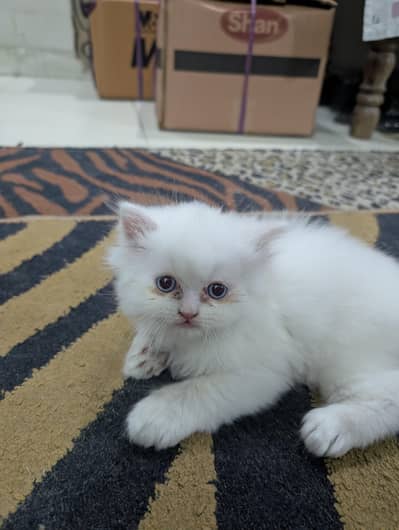 White Persian Kitten