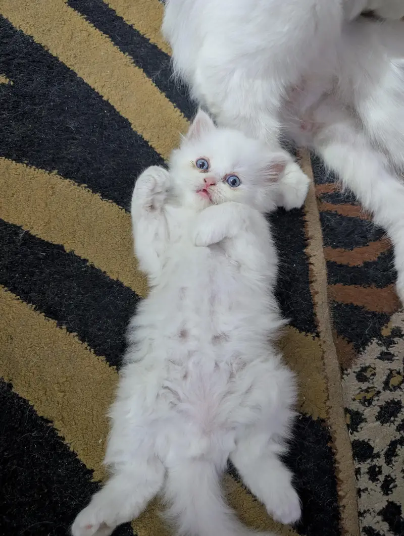 White Persian Kitten — photo 3