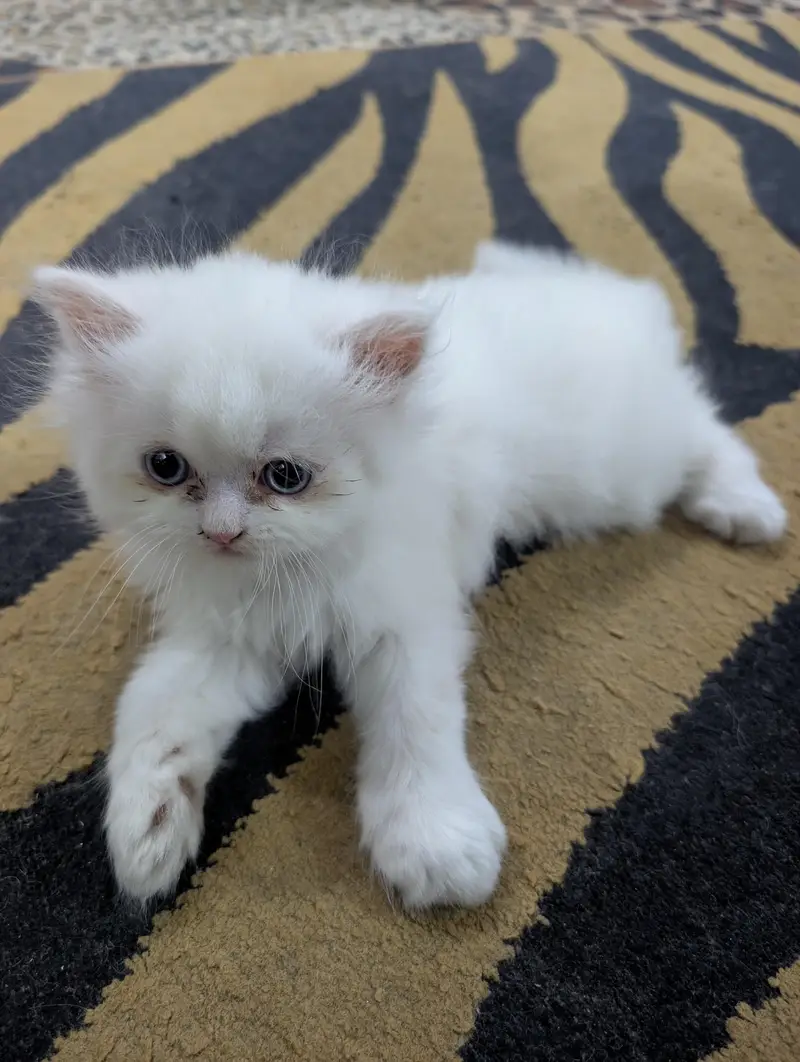 White Persian Kitten — photo 4