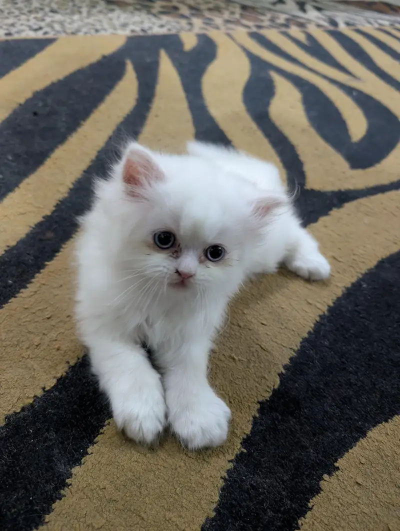 White Persian Kitten — photo 5