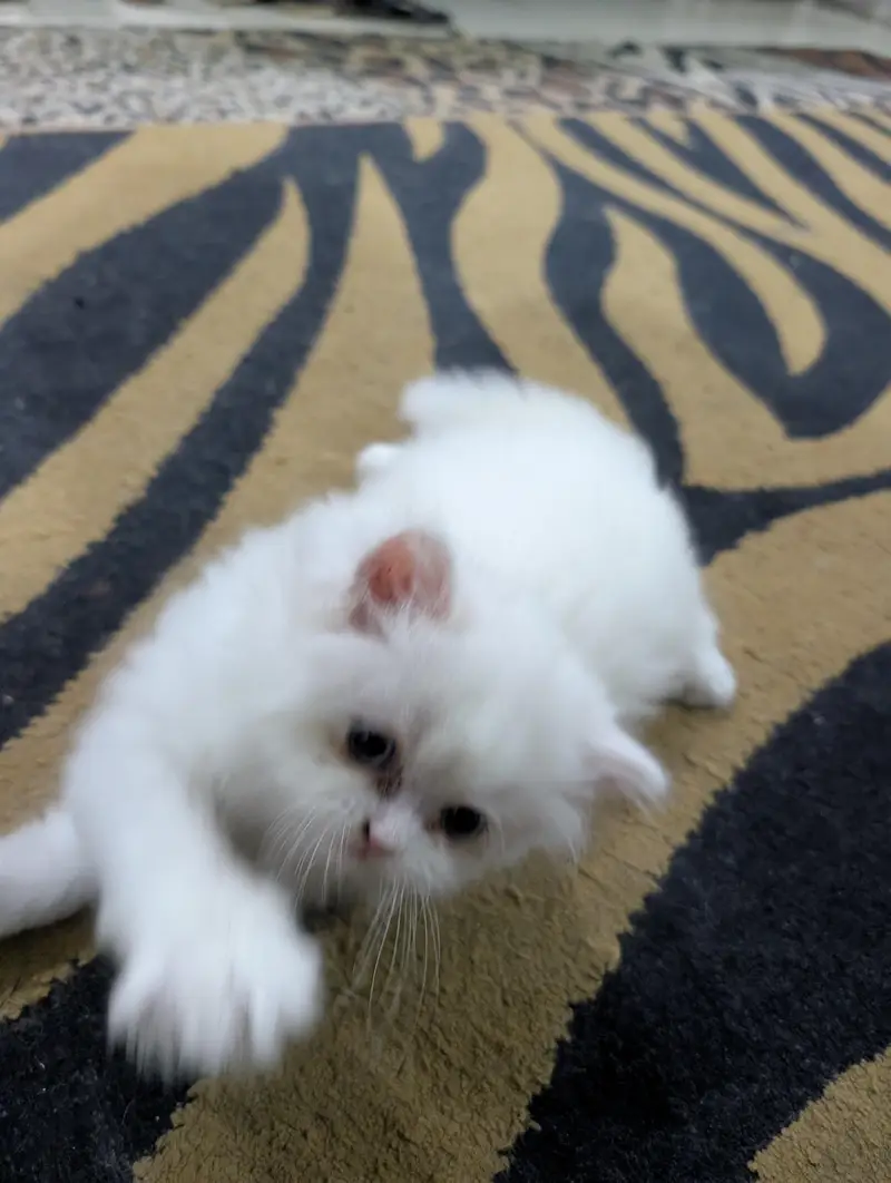 White Persian Kitten — photo 6