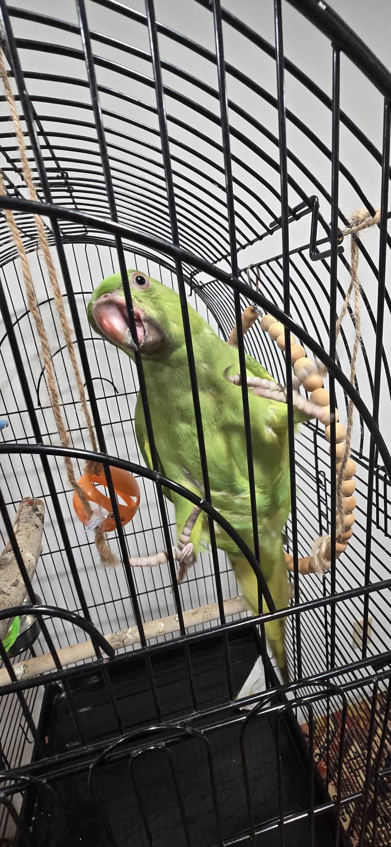 Green Parrot 0