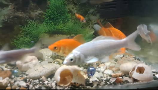 Fishes For Sale ( in reasonable rates)