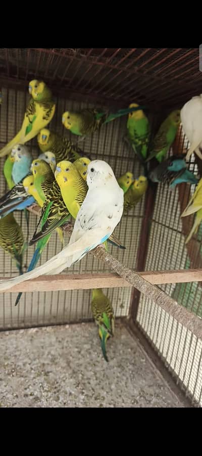 Australian breader pair