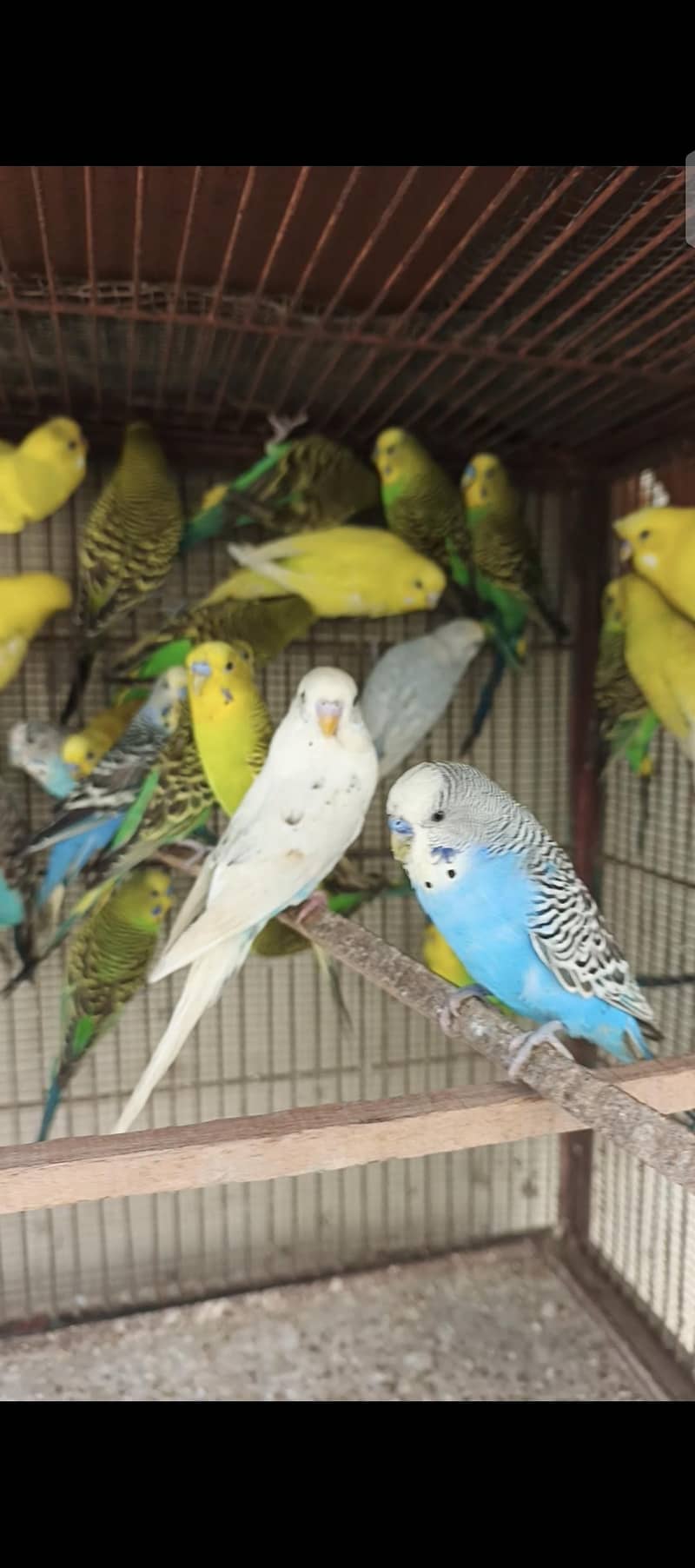 Australian breader pair 5