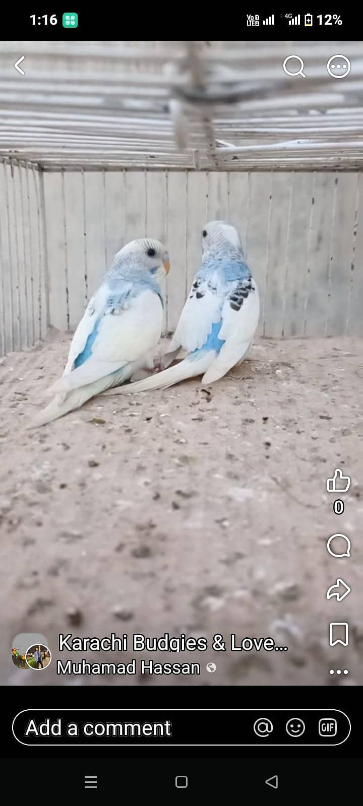 Australian breader pair 6