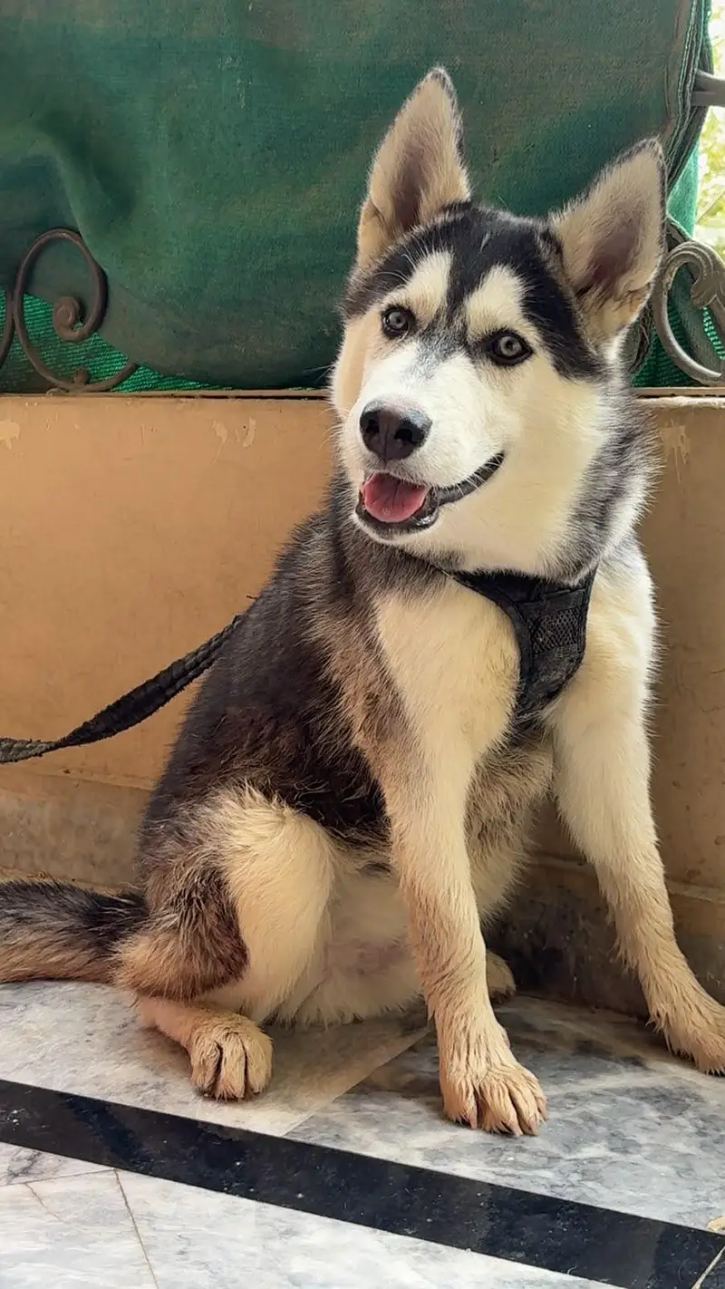 5 Months cute Siberian husky for sale — photo 2