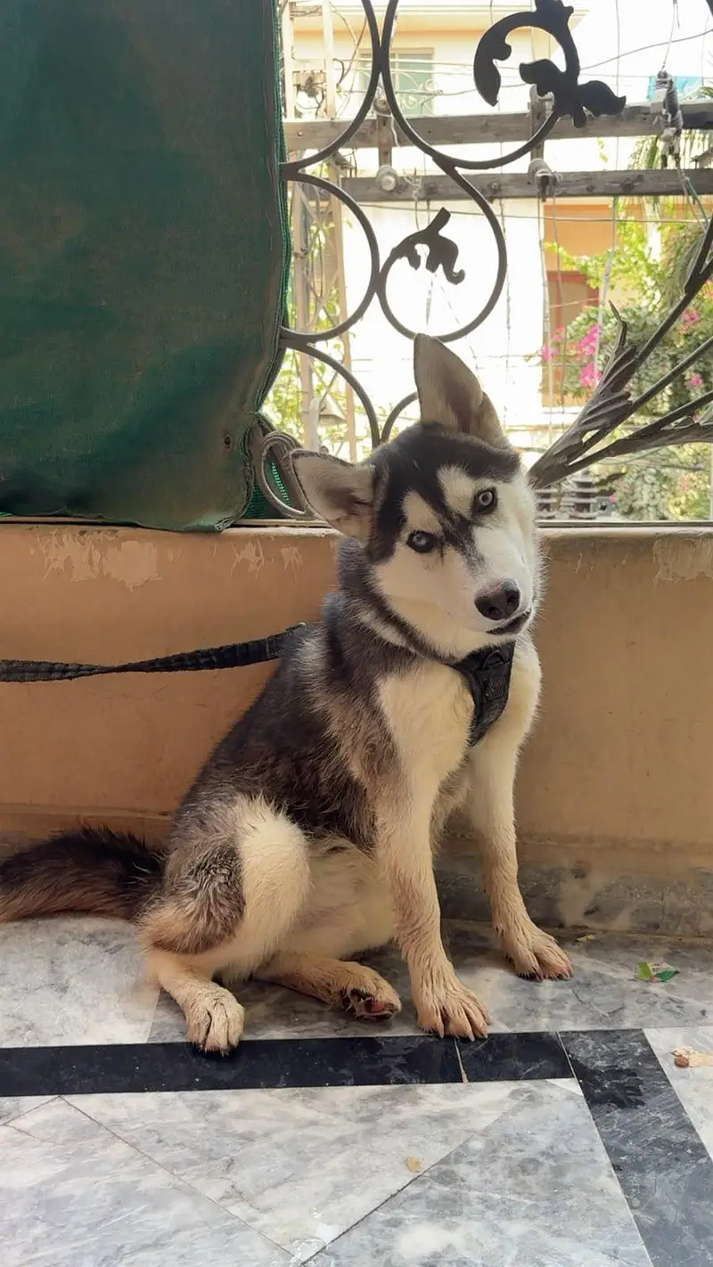 5 Months cute Siberian husky for sale — photo 4