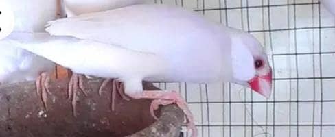 Finche female chye