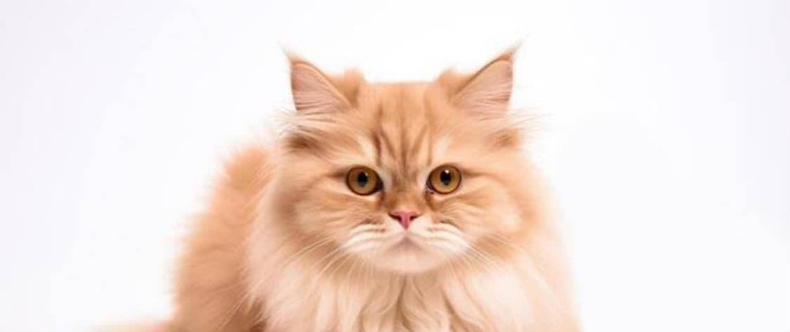 Persian cat 0
