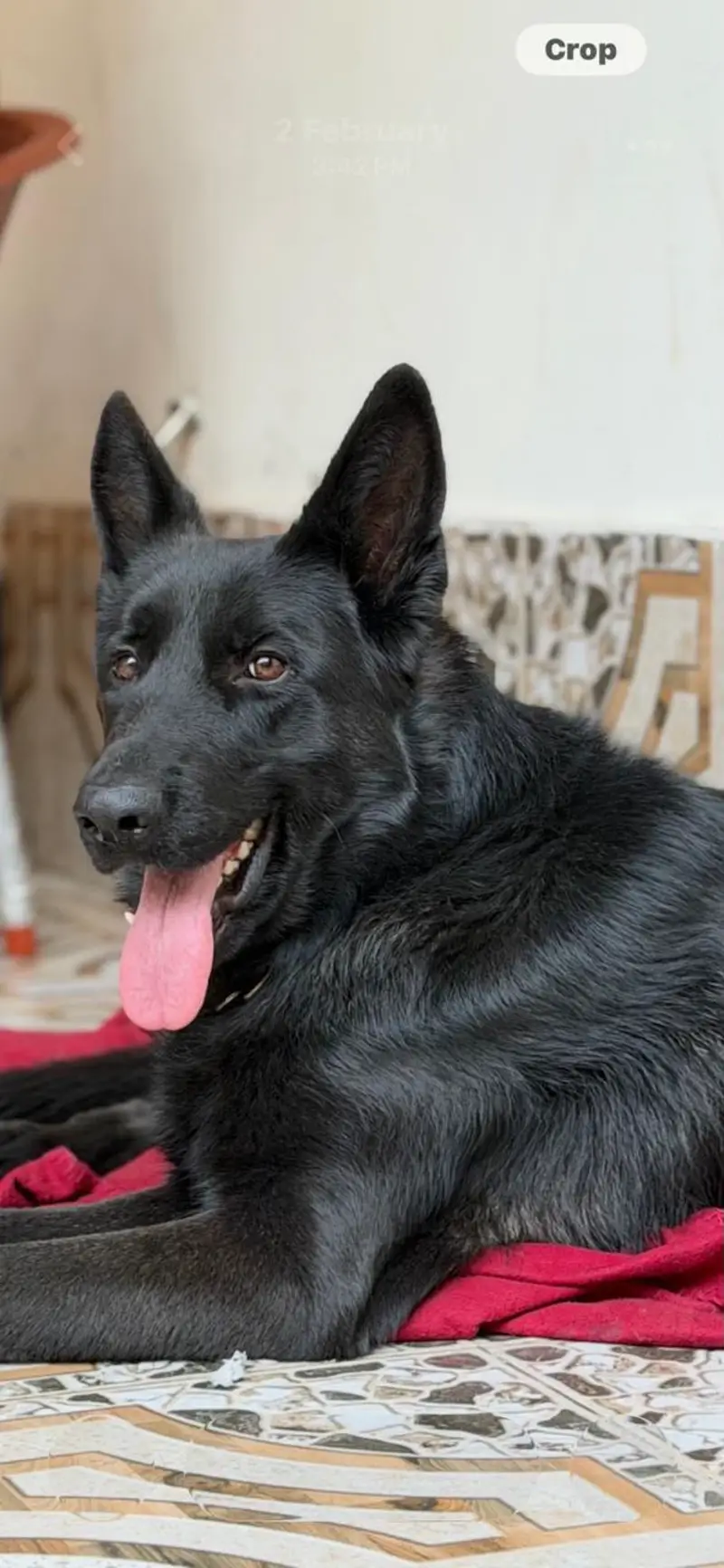 German shepherd black