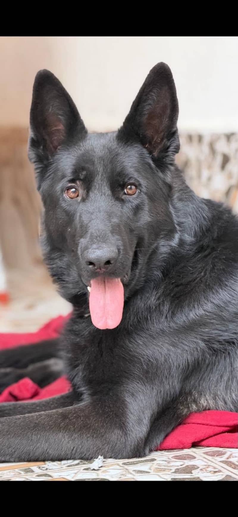 German shepherd black 1