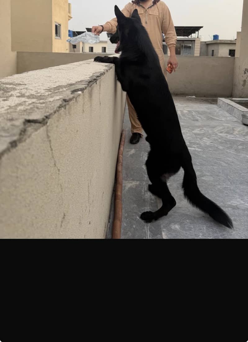 German shepherd black 2