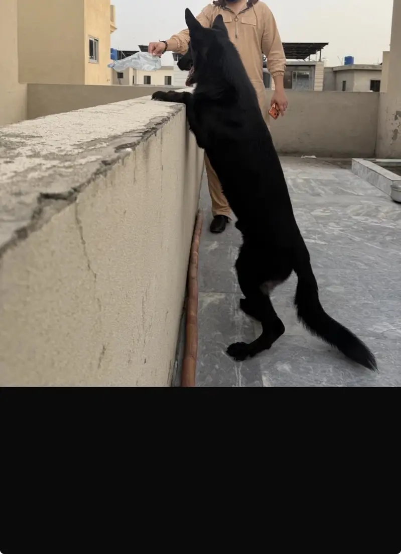 German shepherd black — photo 3