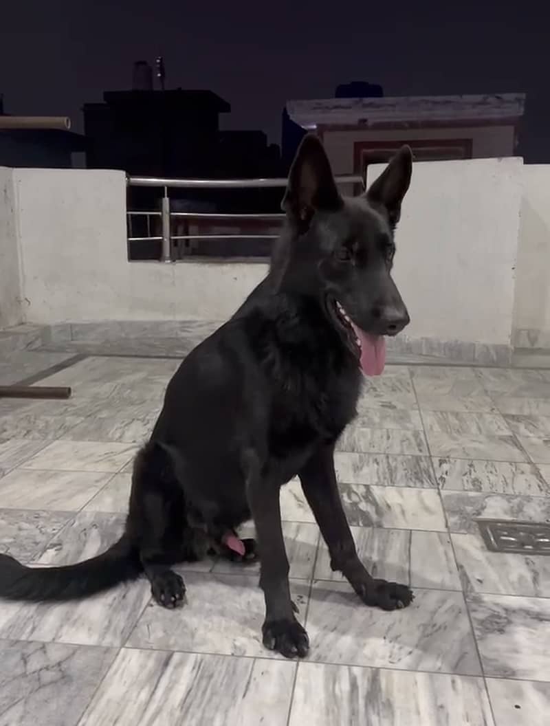 German shepherd black 3