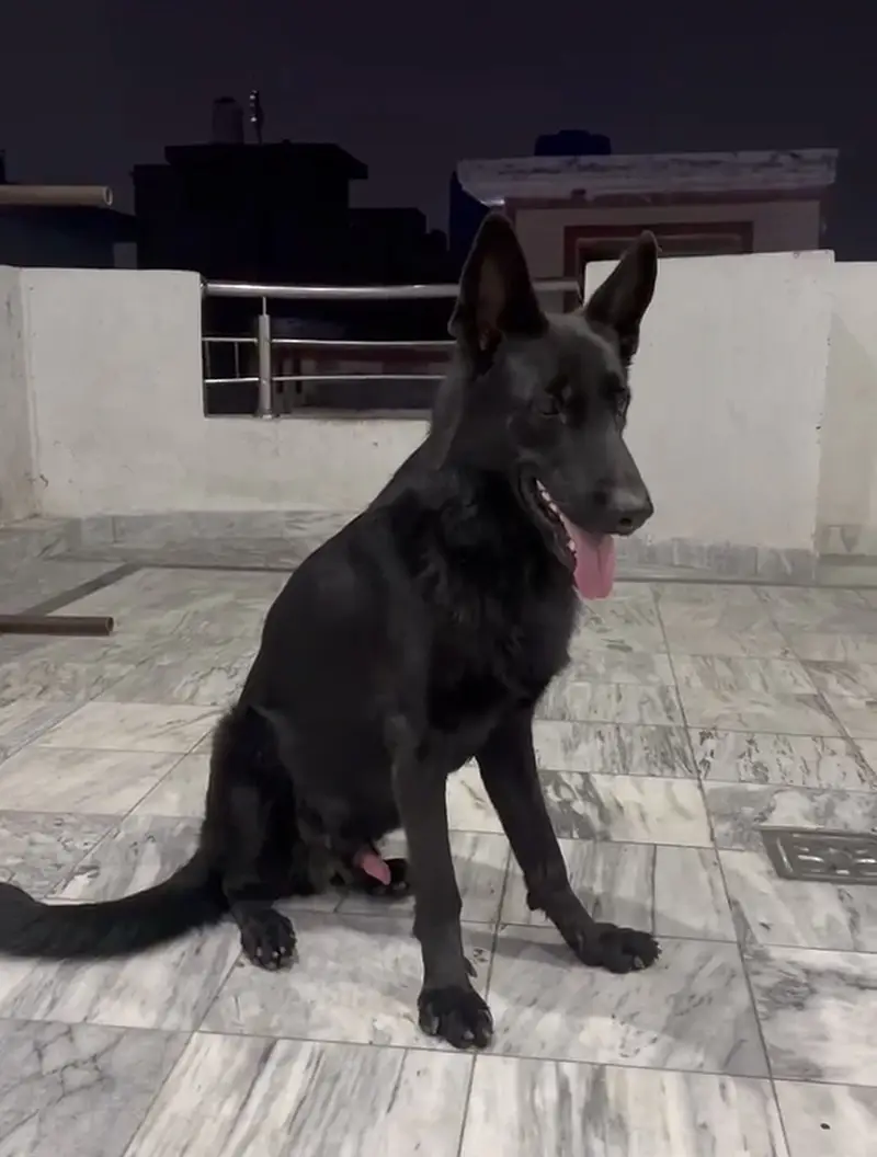 German shepherd black — photo 4