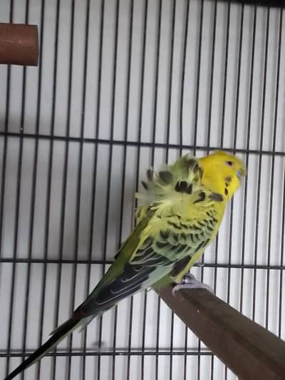 TCB Beautiful Hogo breeder pair for sale