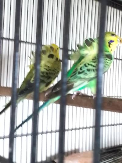 TCB Beautiful Hogo breeder pair for sale