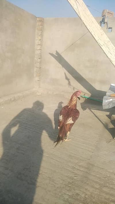 high quality peela birds