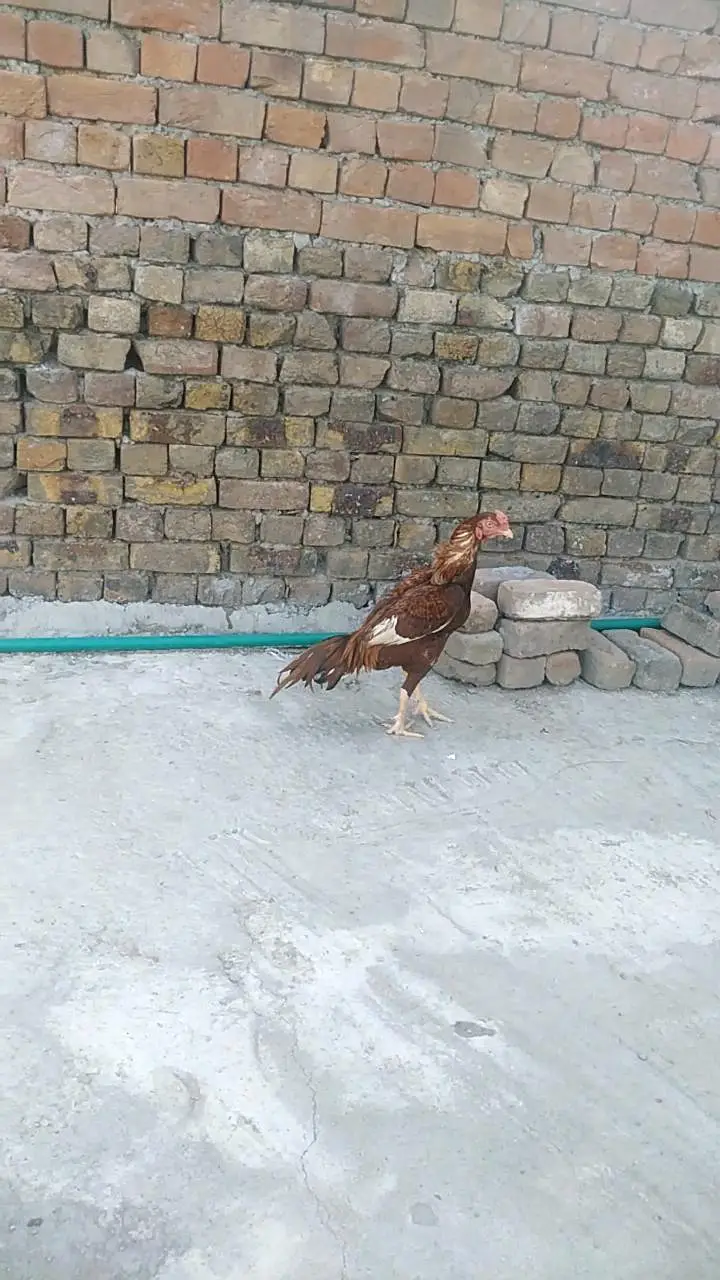 high quality peela birds — photo 2