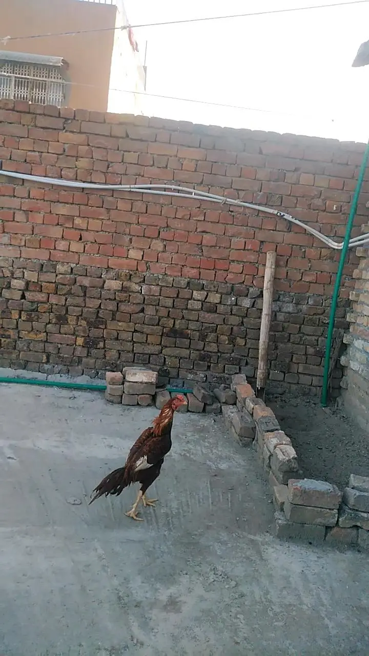 high quality peela birds — photo 3