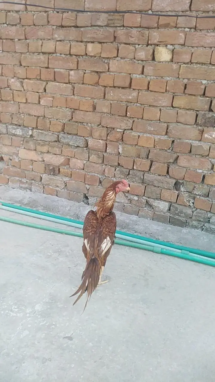 high quality peela birds — photo 4