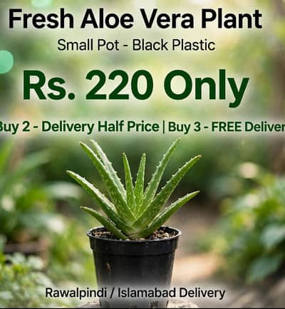 Fresh Aloe Vera Plant Small Pot -Medicinal Air Purifier & A FREE GIFT