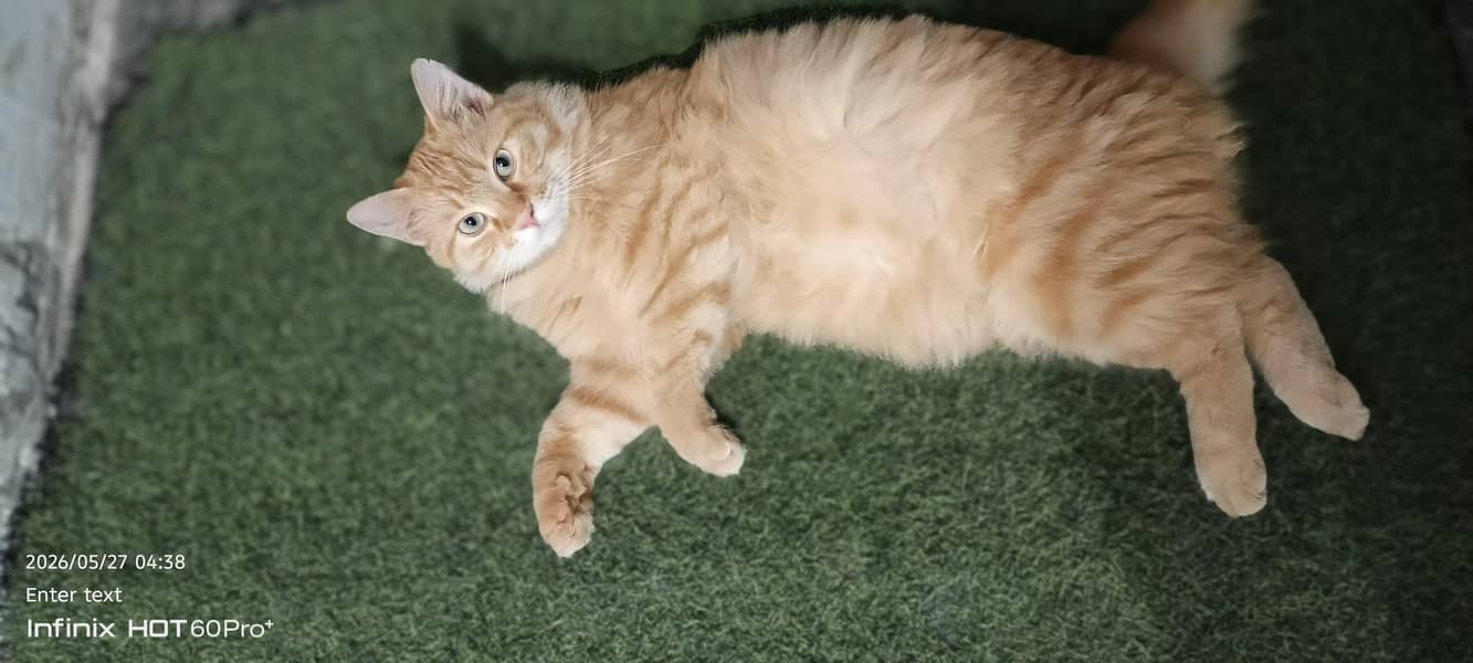 Persian cat 0