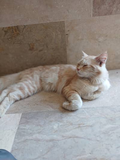 Persian cat hai ek vaccine tonight hai
