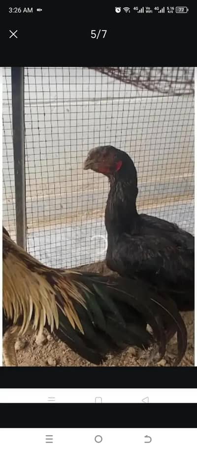 parrot beak Thai Cross female