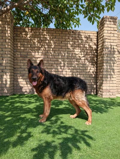 I want to sale my working line plush long coat German shepherd male