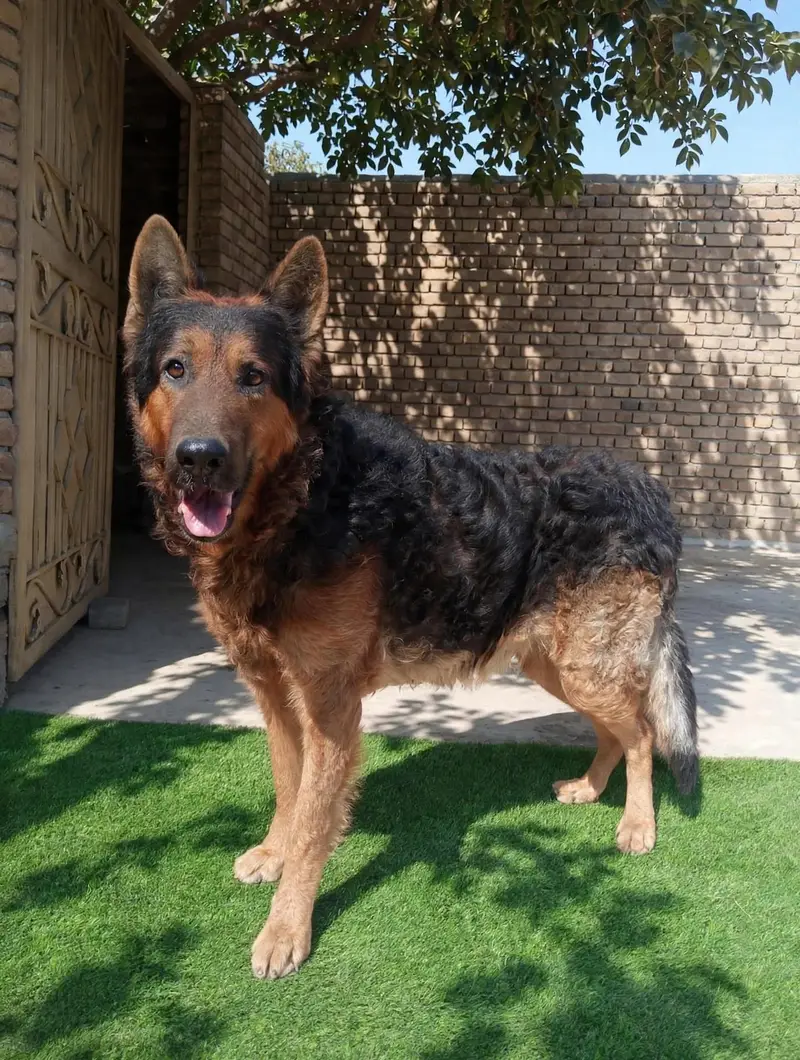 I want to sale my working line plush long coat German shepherd male — photo 2
