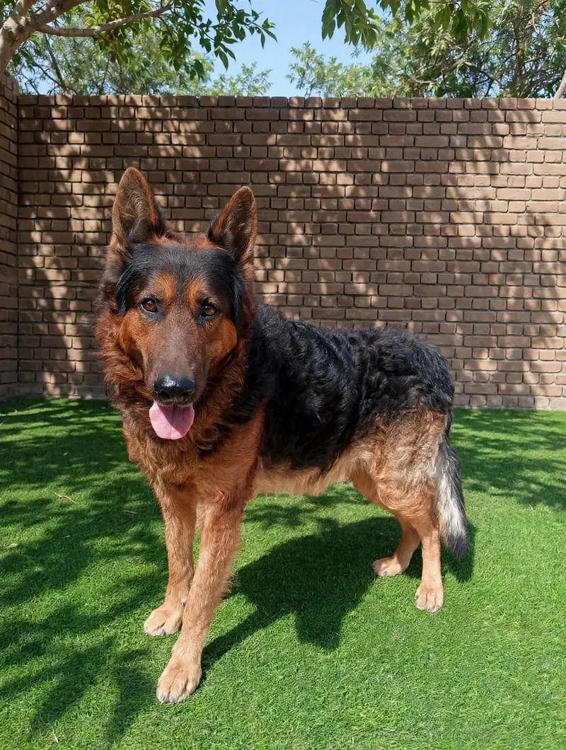 I want to sale my working line plush long coat German shepherd male — photo 3