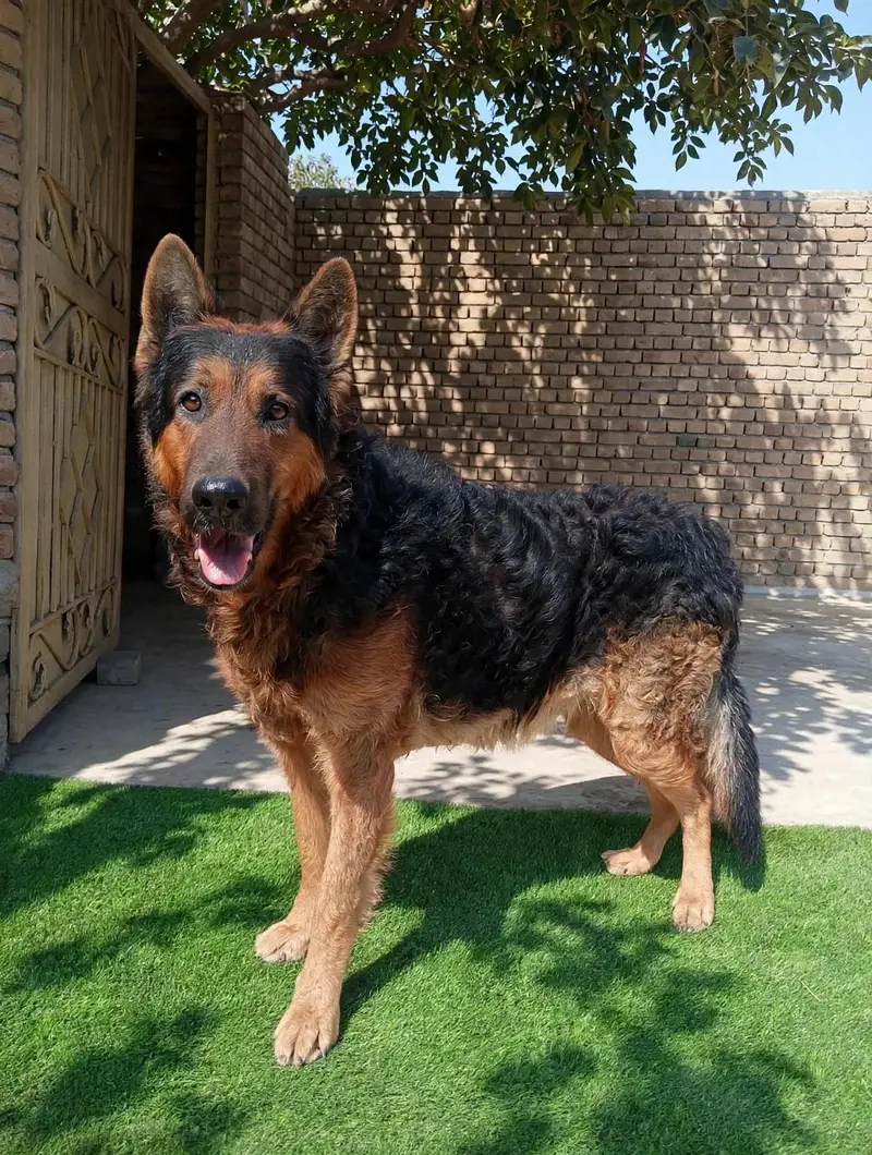 I want to sale my working line plush long coat German shepherd male — photo 4