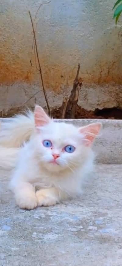 Persian Kitten
