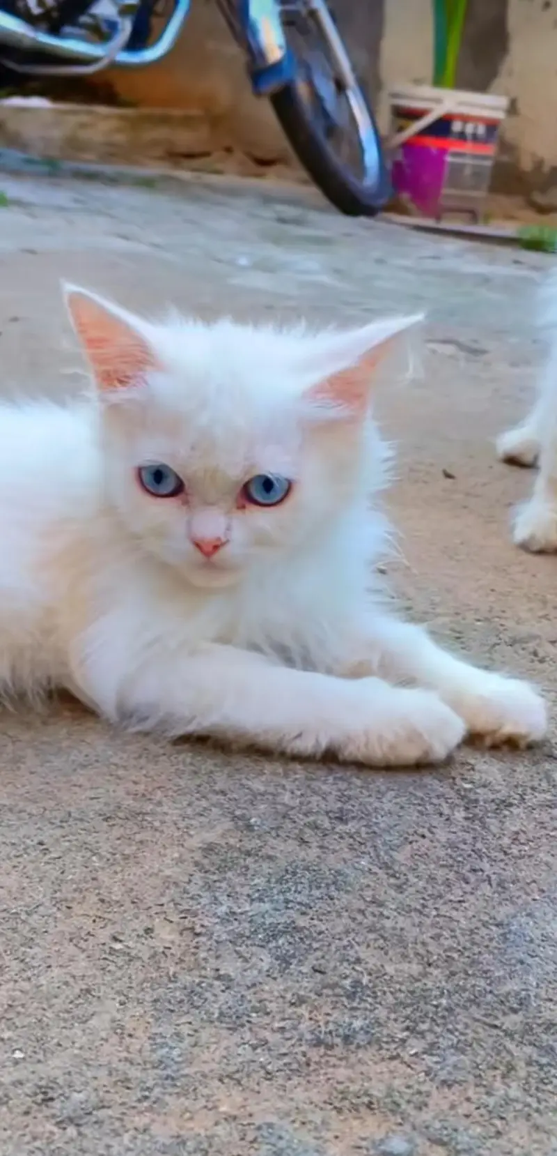 Persian Kitten — photo 2