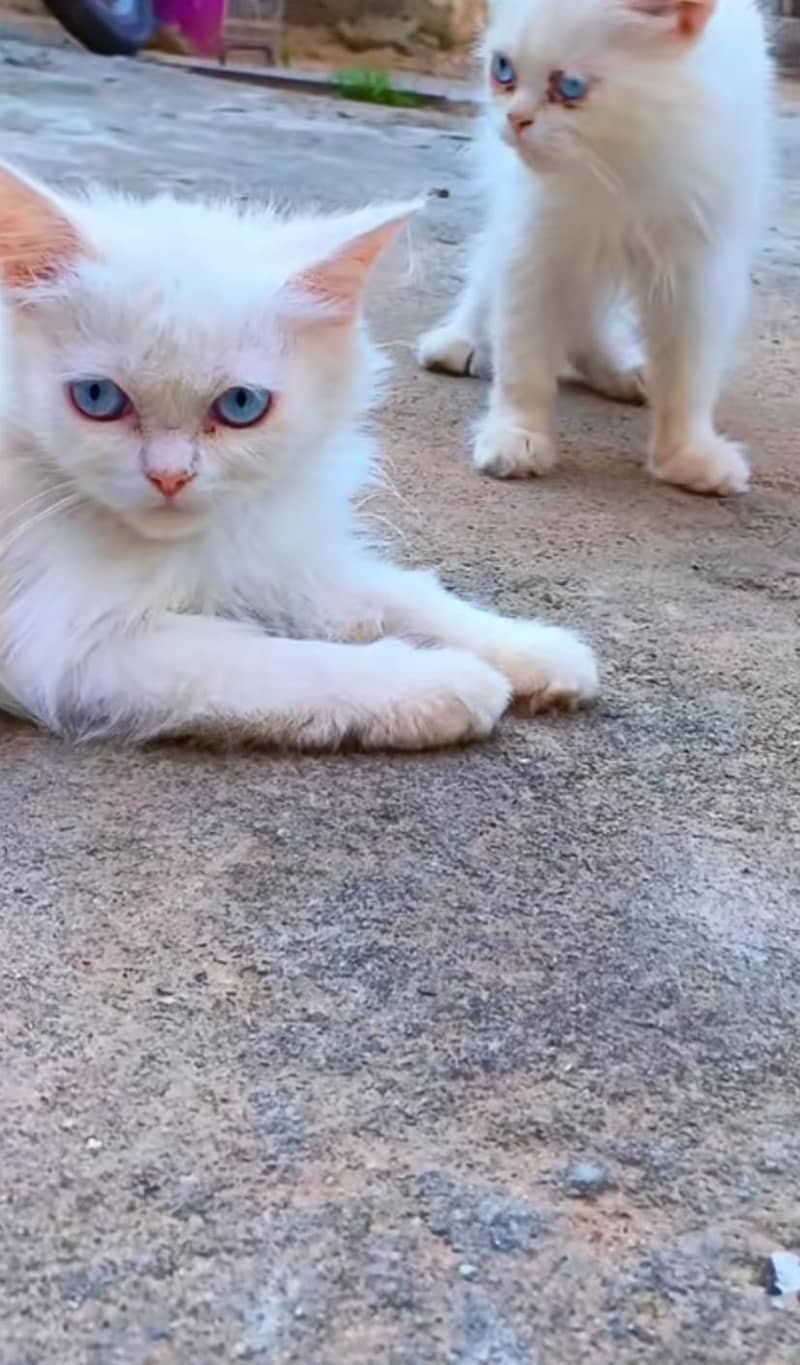 Persian Kitten 2