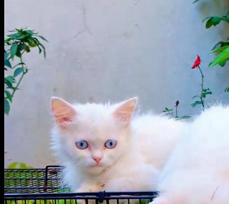 Persian Kitten 3
