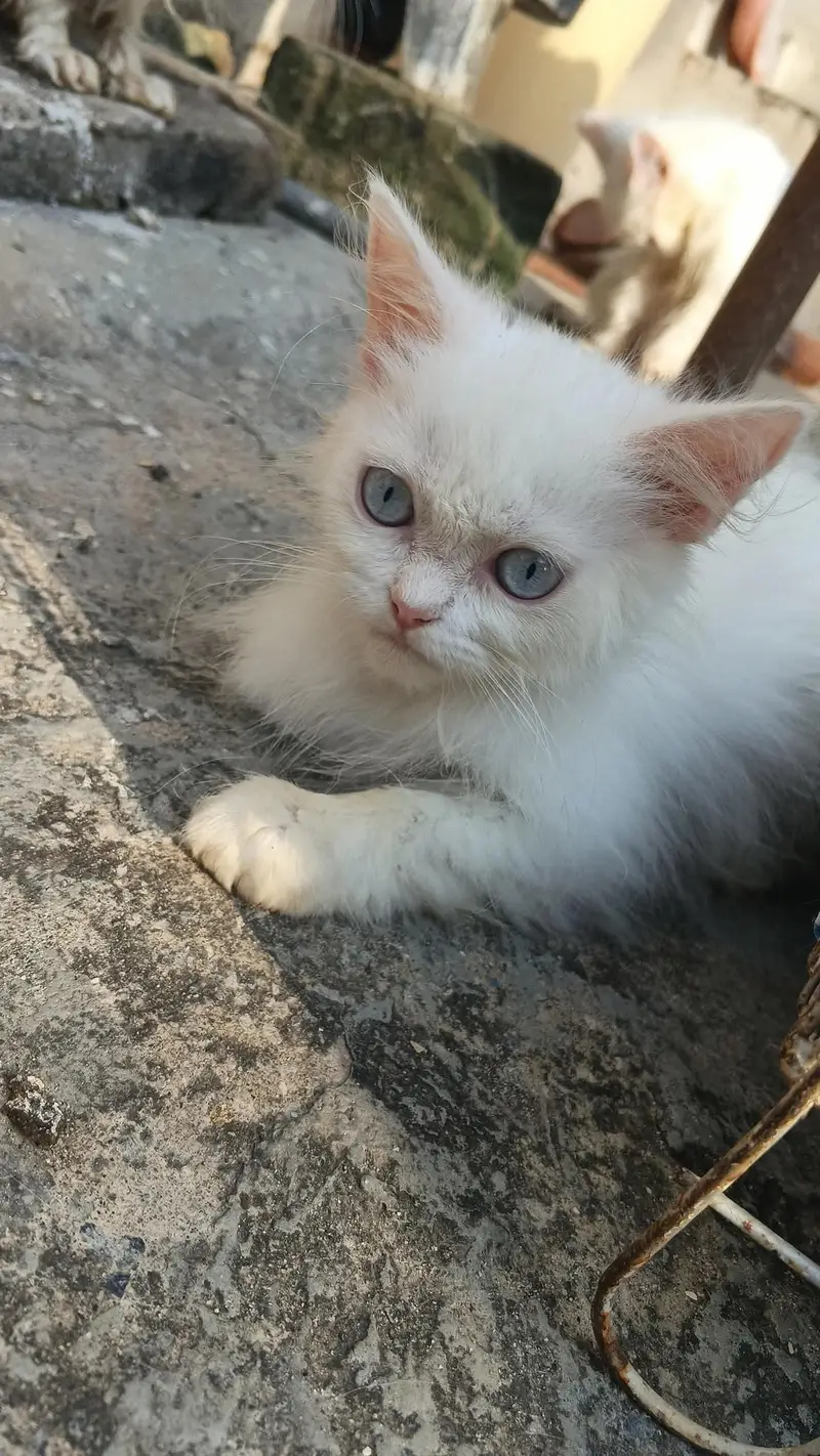 Persian Kitten — photo 5