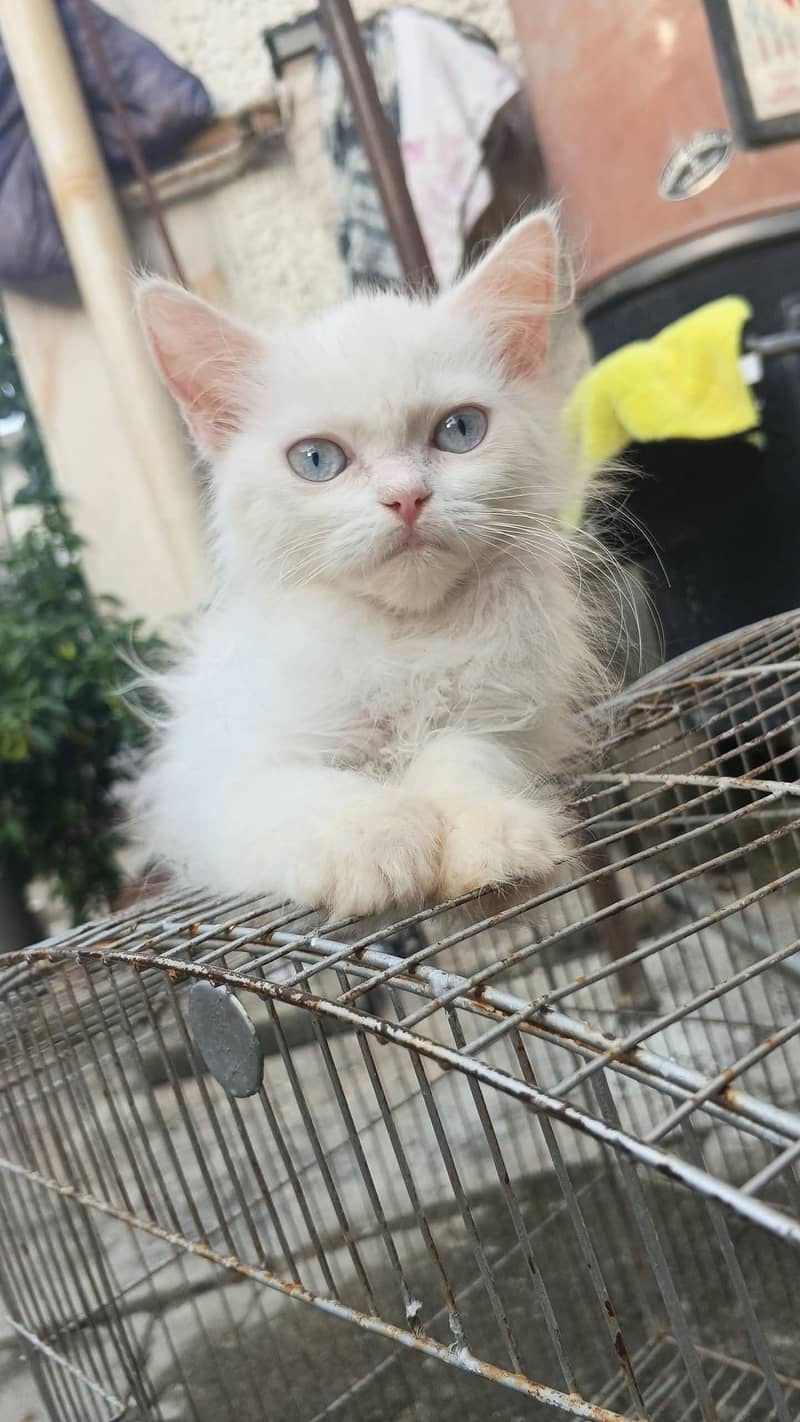 Persian Kitten 5