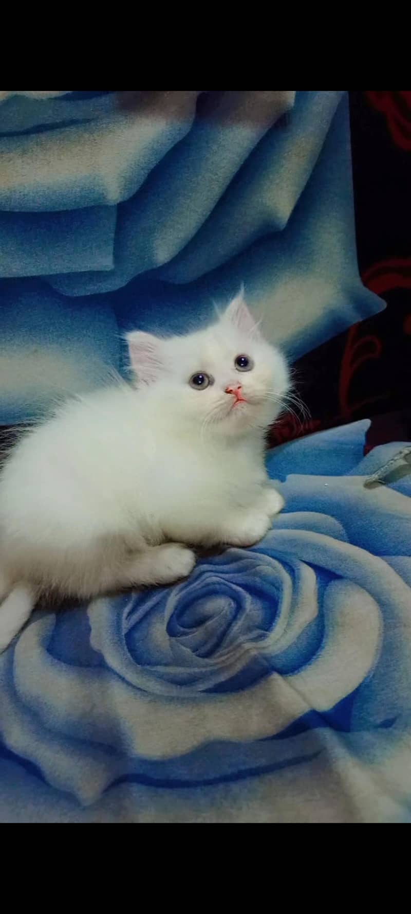 Persian Kittens 0